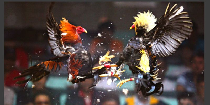 Luật chơi quy định rõ ràng trong đá gà bằng cựa sắt
